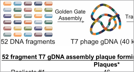 Golden Gate Assembly of 52 DNA fragments